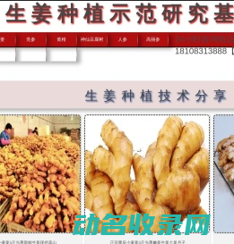 生姜种植批发